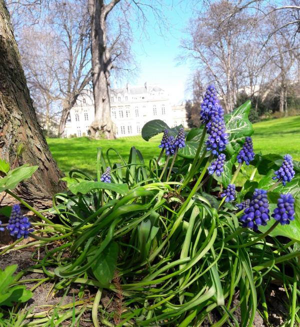 Muscari en fleurs
