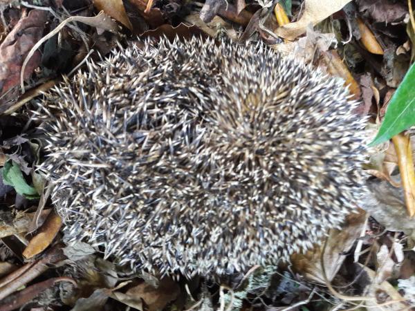 N 222 01 2022 boule piquante